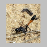 Ammophila sabulosa - Sandwespe 03b 19mm mit Clostera sp-Raupe.jpg